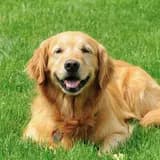 Bailey the golden retriever