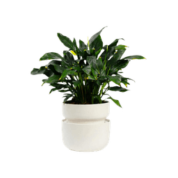 The Self-Watering Tendril Planter